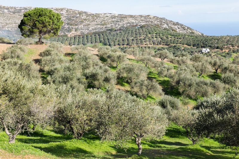 olive trees